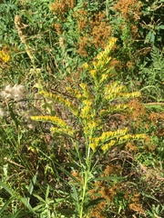 Solidago lepida salebrosa