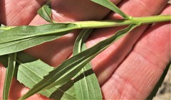 Solidago lepida salebrosa
