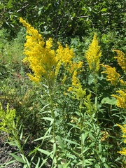 Solidago lepida salebrosa