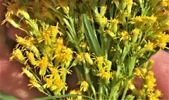 Solidago lepida salebrosa