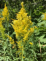 Solidago lepida salebrosa