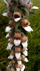 Digitalis lanata
