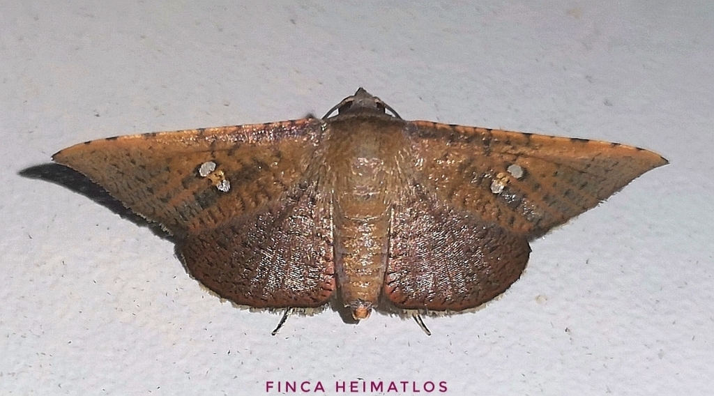 Banisia argutula