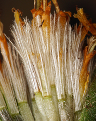 Raillardella scaposa