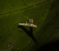 Cyphosticha panconita