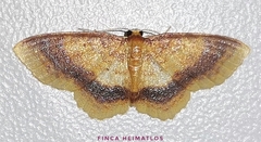 Eois fasciata
