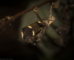 Thallarcha phalarota