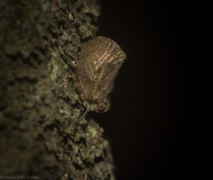 Cotylana angustifrons