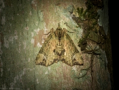 Tamba conscripta