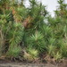 Yucca aloifolia - Photo (c) Cody Stricker, μερικά δικαιώματα διατηρούνται (CC BY), uploaded by Cody Stricker