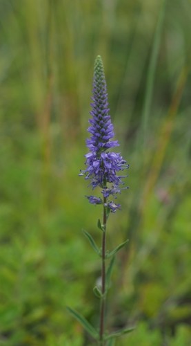 Spiked Speedwell