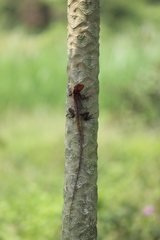 Calotes versicolor
