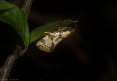 Coesyra hemiphragma