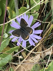 Plebejus melissa