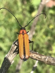 Ischnocnemis luteicollis