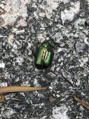Anomala russiventris