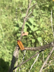 Ischnocnemis luteicollis