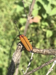 Ischnocnemis luteicollis