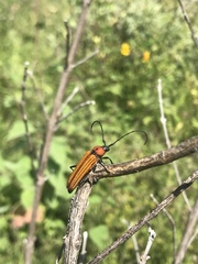 Ischnocnemis luteicollis