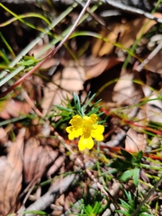 Hibbertia cistiflora