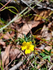 Hibbertia cistiflora