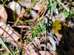 Hibbertia cistiflora