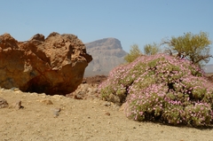 Pterocephalus lasiospermus