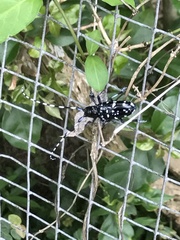 Anoplophora chinensis