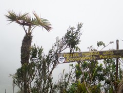 Coccothrinax yunquensis