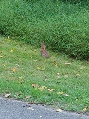 Sylvilagus floridanus