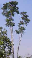 Jacaranda obtusifolia