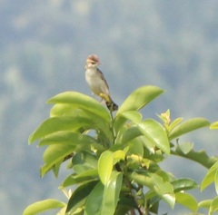 Cisticola juncidis