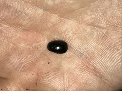 Apogonia cribricollis