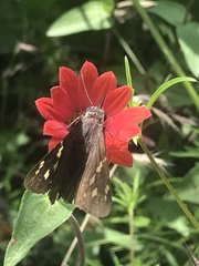 Chioides