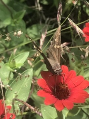 Chioides
