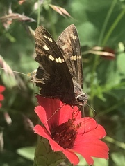 Chioides