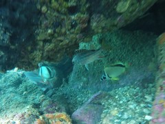 Neoniphon suborbitalis