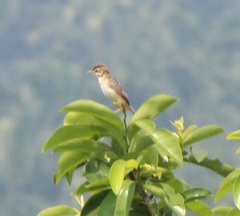 Cisticola juncidis