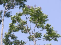 Jacaranda obtusifolia