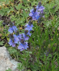 Veronica austriaca