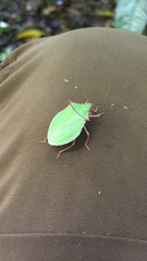 Chlorocoris distinctus