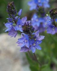 Veronica austriaca