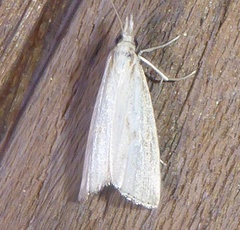Urola nivalis