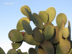 Opuntia streptacantha