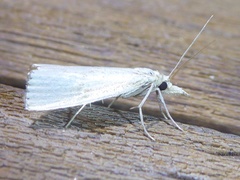Urola nivalis