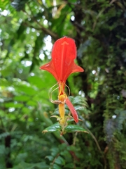 Columnea microcalyx