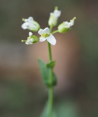 Noccaea goesingensis