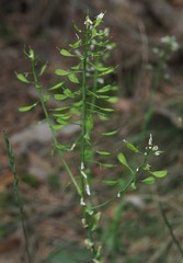 Noccaea goesingensis