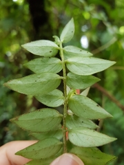 Columnea microcalyx