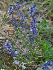 Polygala amara amara